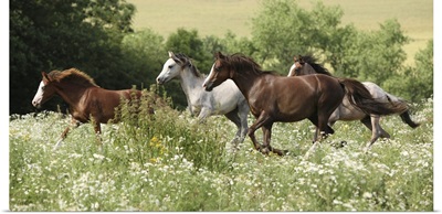 Batch Of Horses Running In Flowered Scene