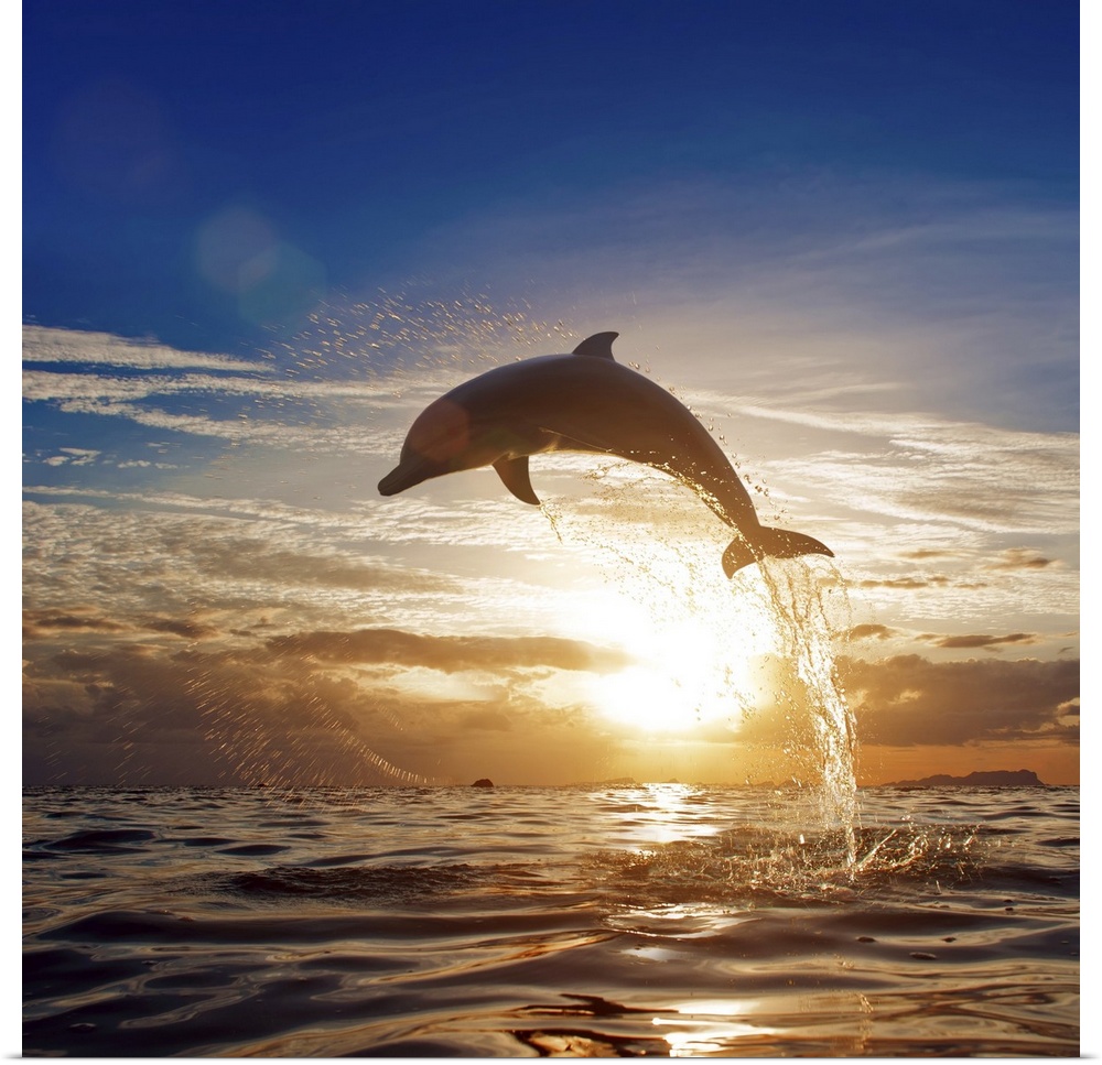 Beautiful dolphin leaping from shining sunset sea water surface.