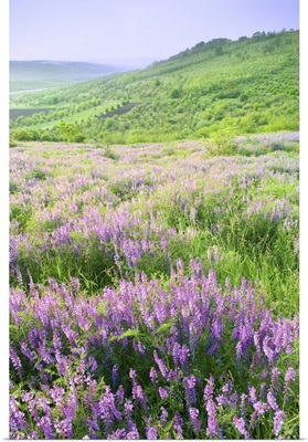 Beautiful Landscape With Violet Flowers