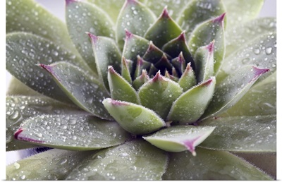 Beautiful Succulent Plant With Water Drops Close Up