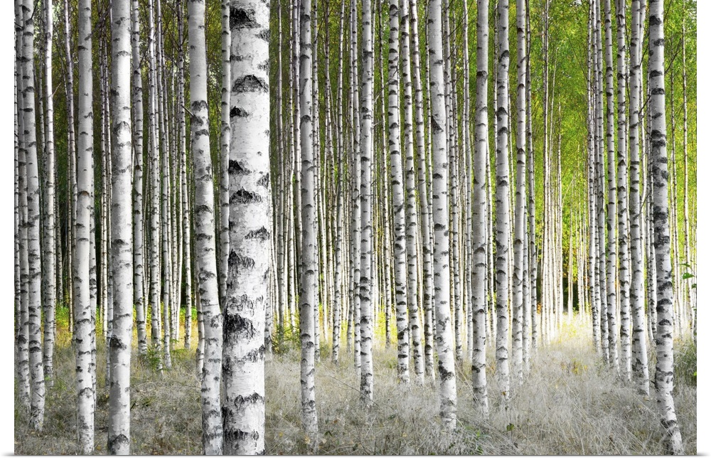Birch trees in bright sunshine in late summer.