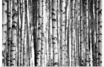 Birch Trees In Black And White