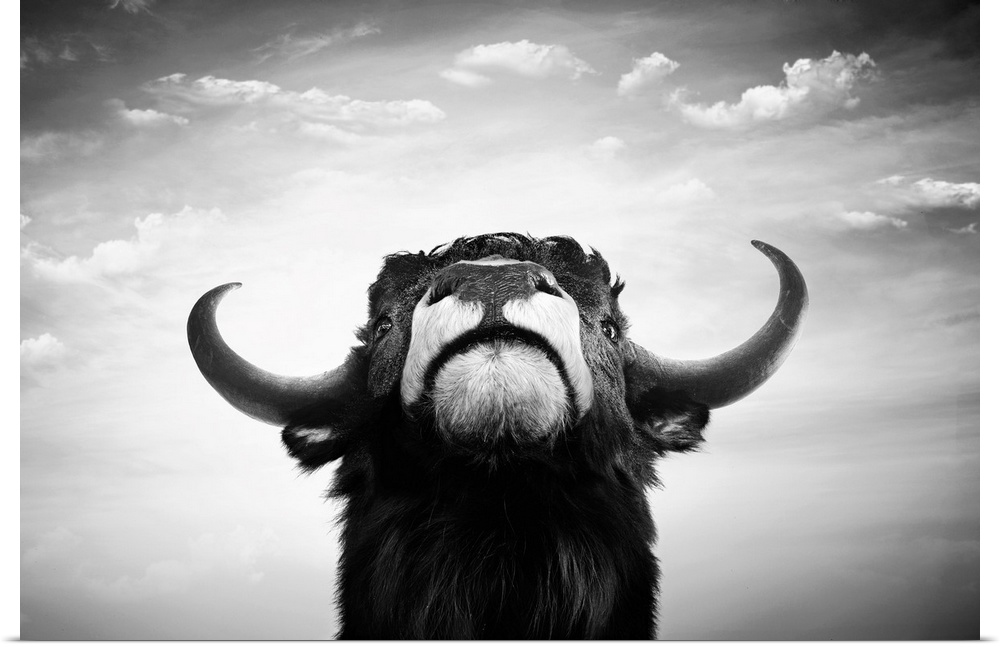 Black and white impudent bull portrait.