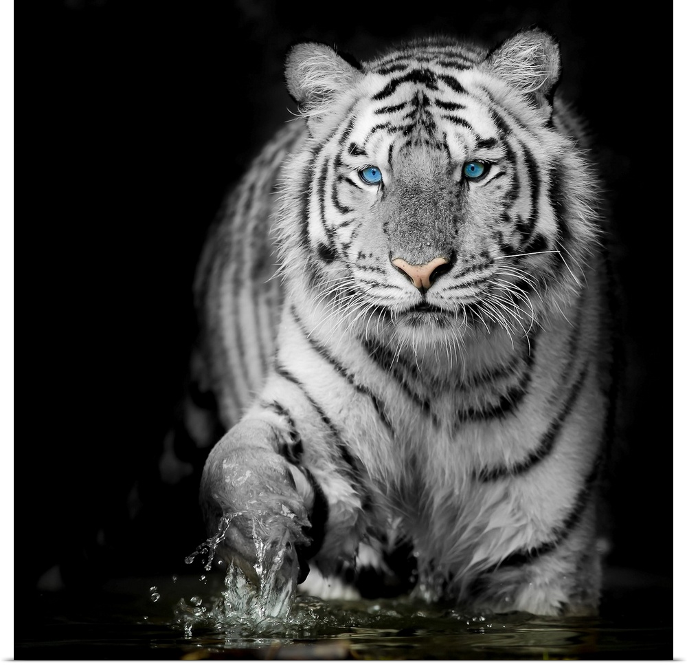 Black & white tiger.