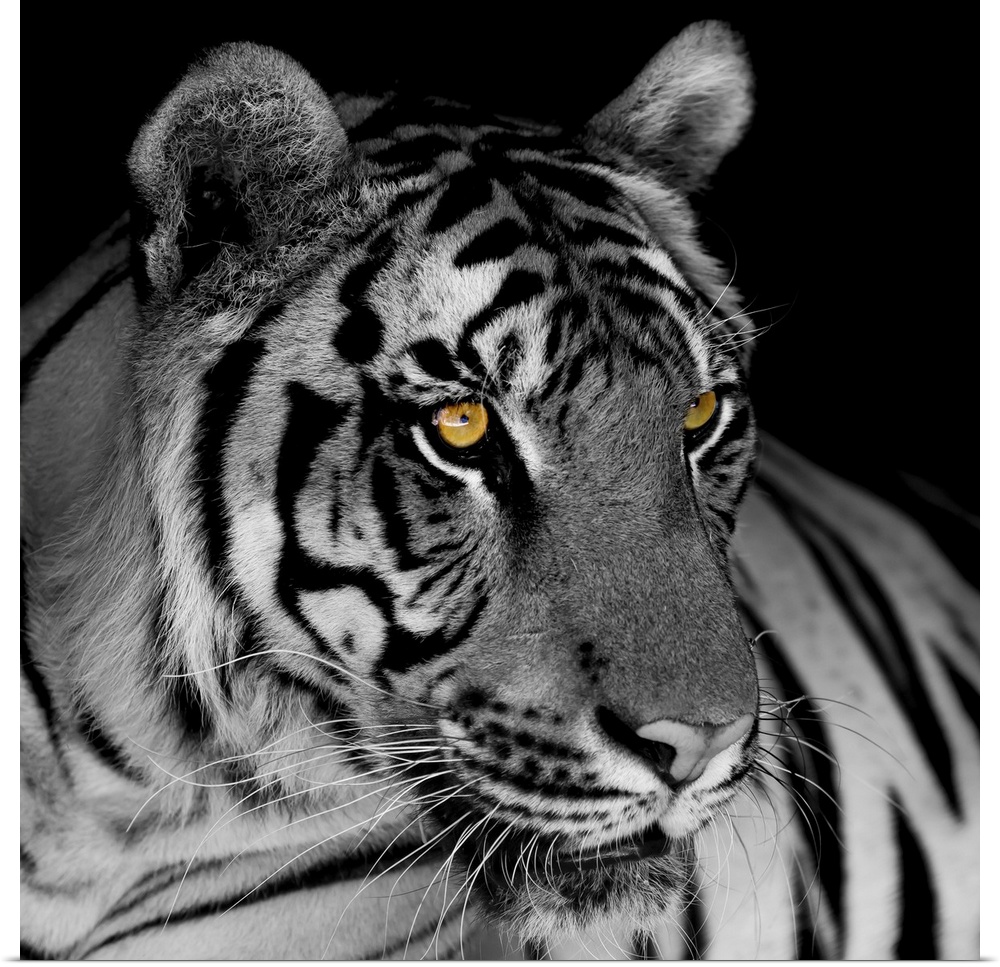 Black and white tiger.