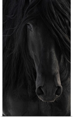 Black Friesian Horse Portrait Close-Up