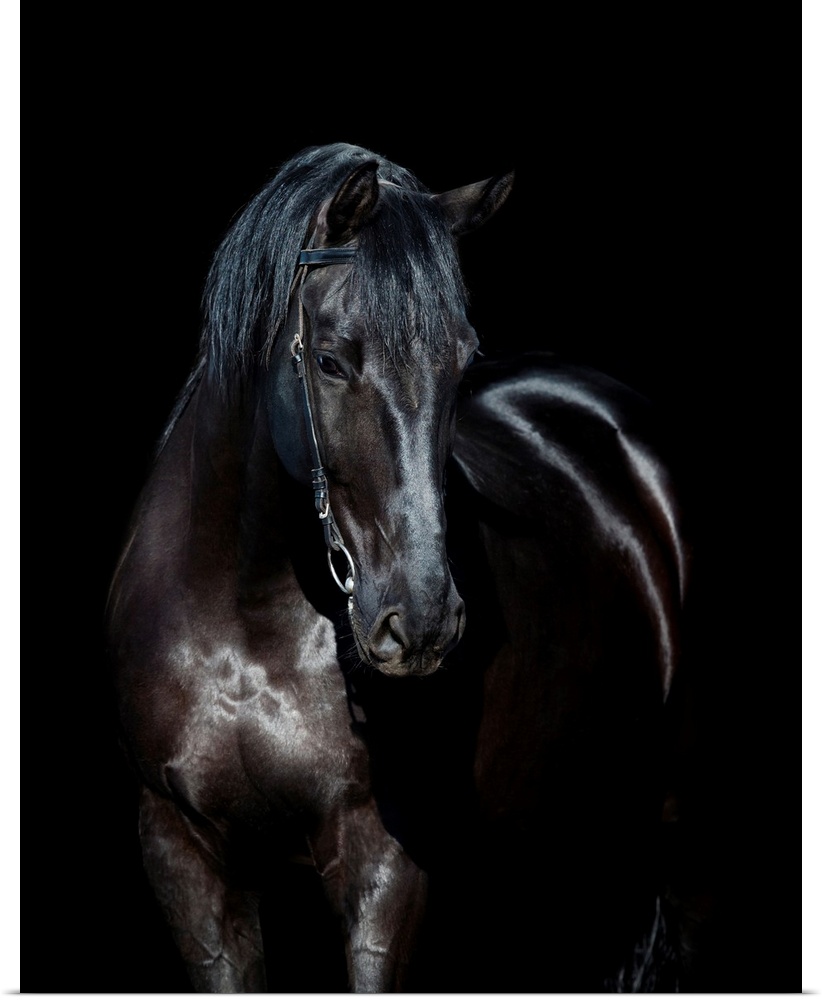 Black horse portrait isolated on black, Ukrainian horse.