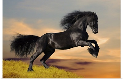 Black Horse Galloping