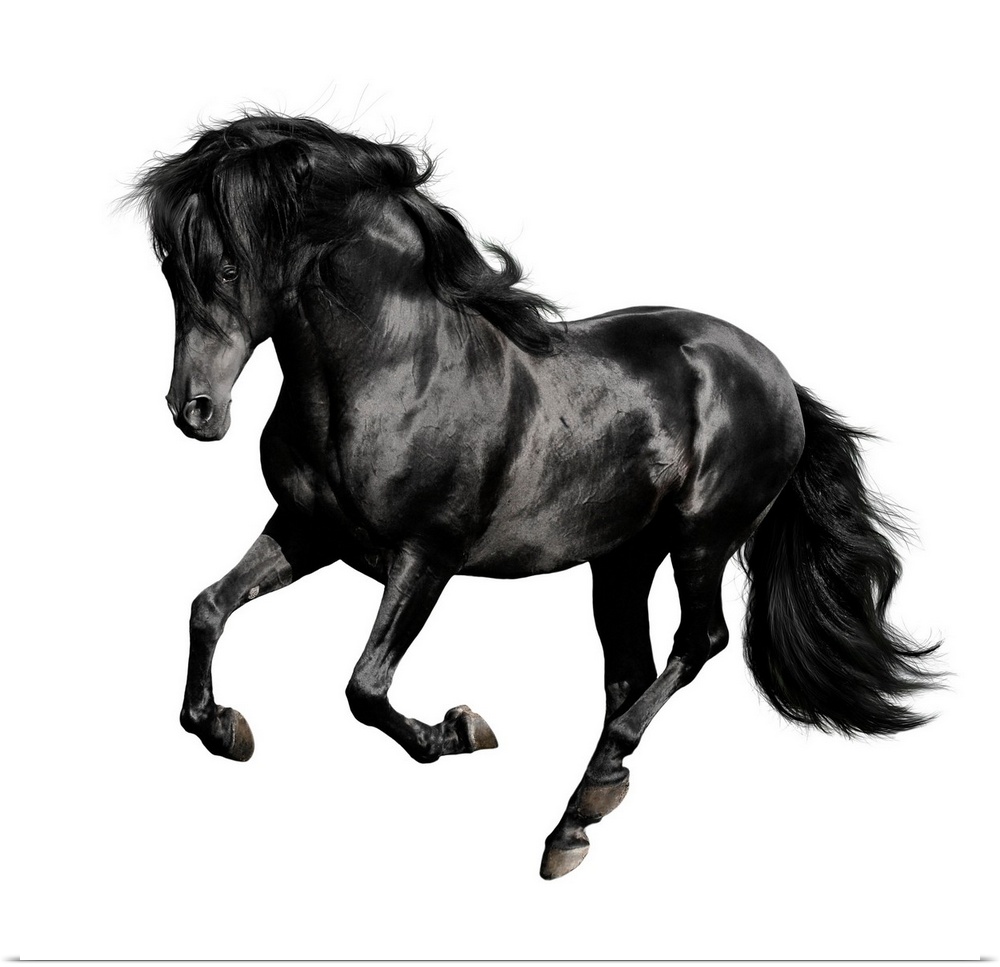 Black horse galloping isolated on white background.