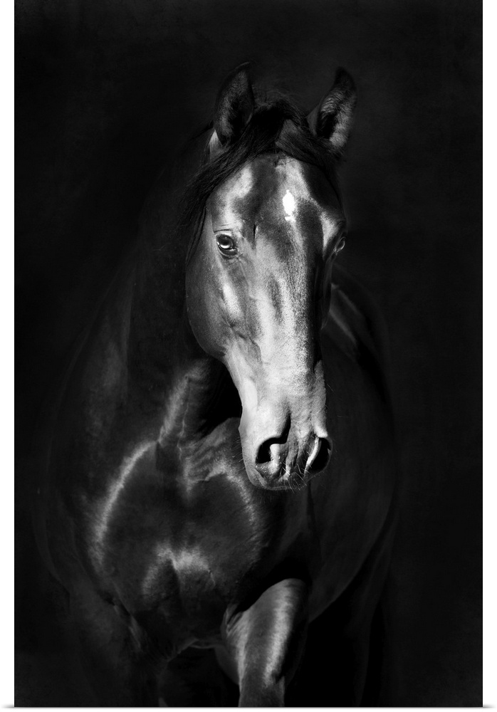Black kladruby horse portrait on a dark background.