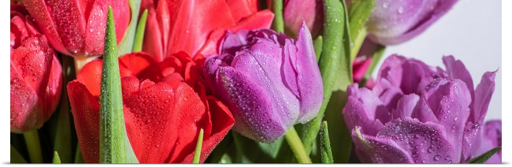 Panoramic shot of a bouquet of colorful spring tulips with water drops on white background.