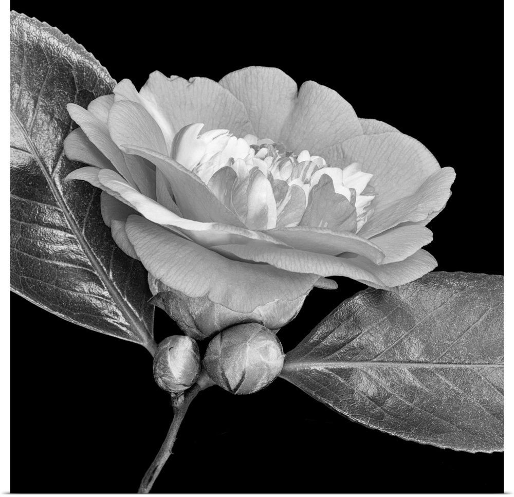Bright monochrome white veined camellia blossom. Two buds and two glossy leaves on black background.