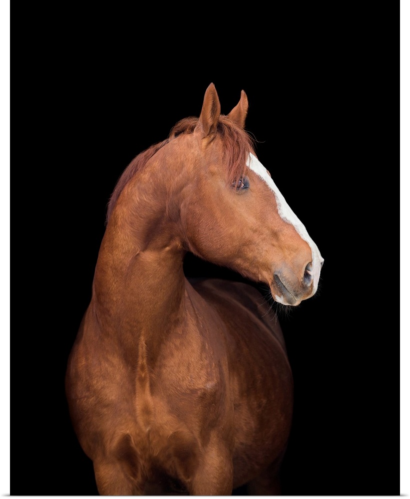 Chestnut Arabian filly horse portrait isolated on black background.