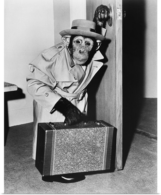 Chimpanzee In Coat And Hat Walking With A Suitcase