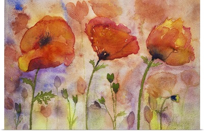 Colorful Poppies And Buds