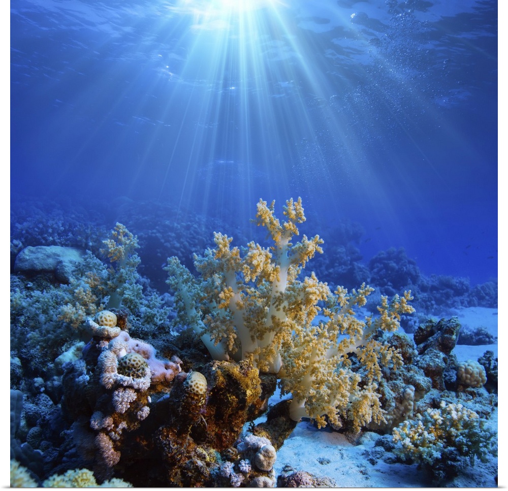 Underwater coral reef in open deep sea.