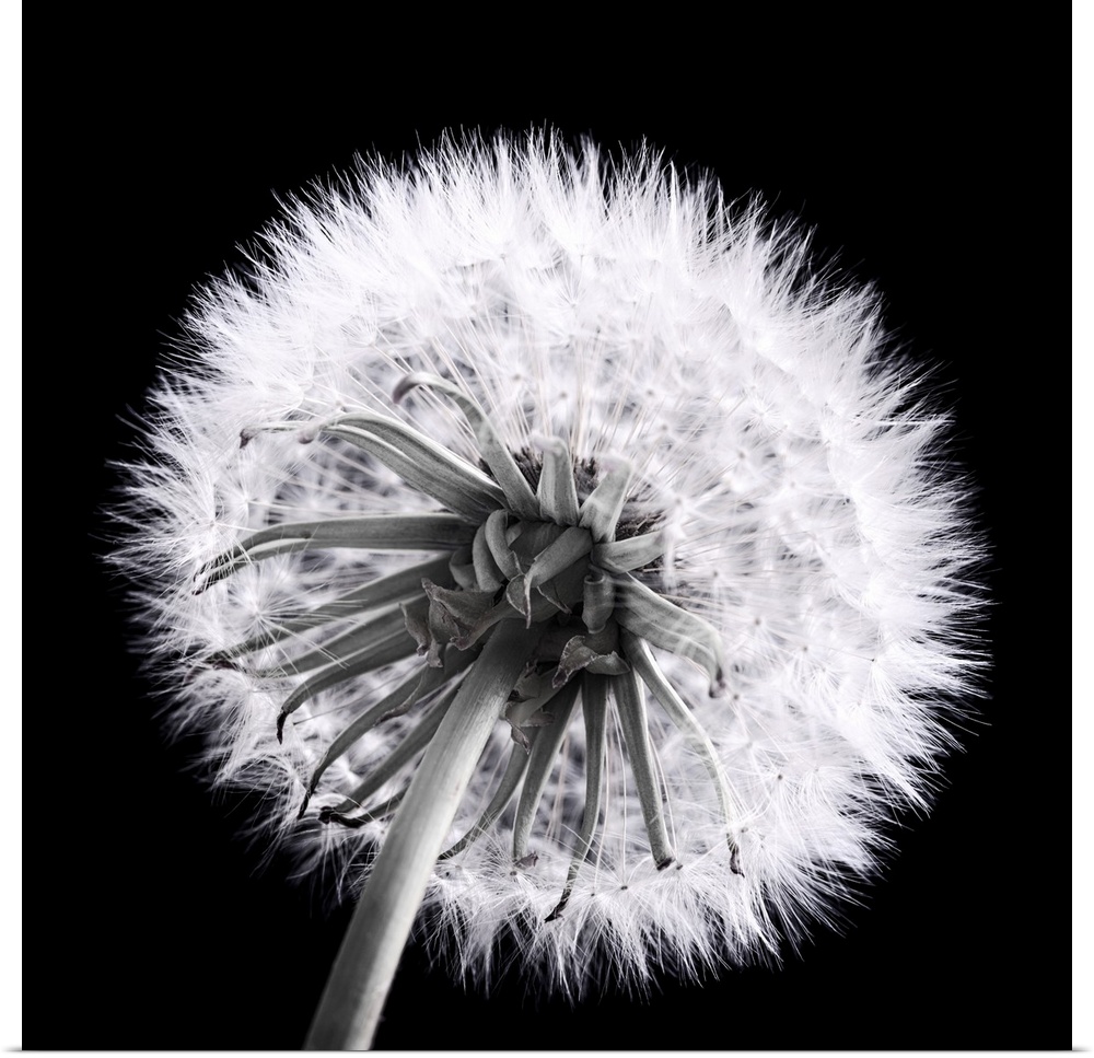 Close-up of a dandelion seed in black and white.