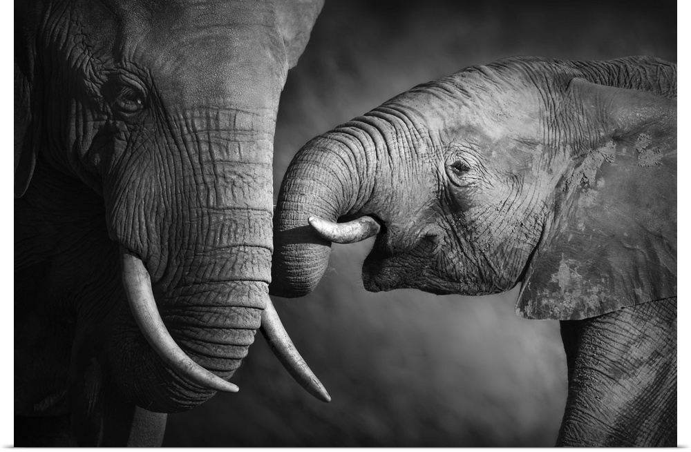Elephants showing affection.
