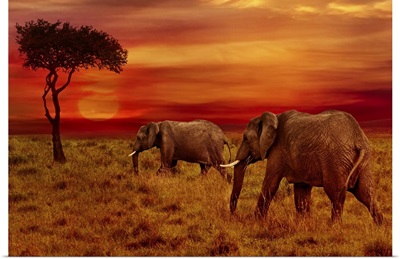 Elephants At Sunset, Africa