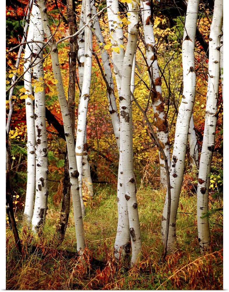 White fall birch trees with autumn leaves in background.
