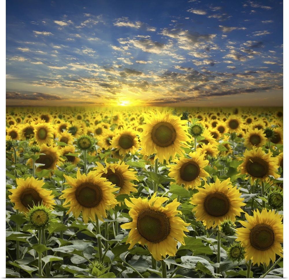 Field of sunflowers on a beautiful sunset background.
