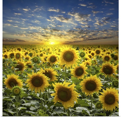 Field Of Flowerings Sunflowers On A Beautiful Sunset
