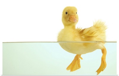 Floating Cute Duckling Isolated On White