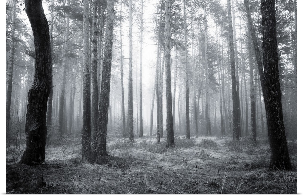 Black and white spooky abstract of a foggy forest in spring at sunrise.