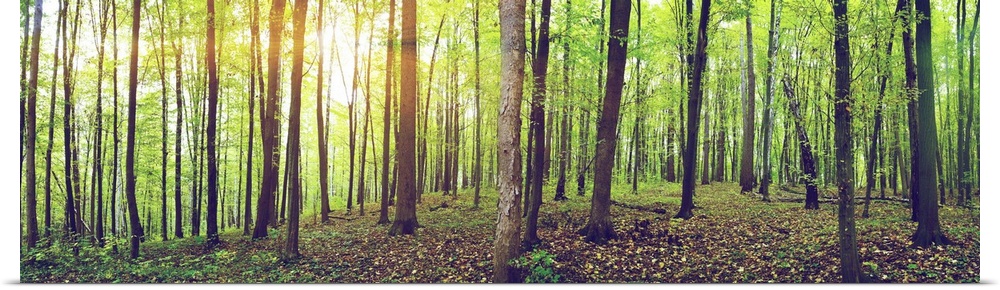 Panorama of a green summer forest.