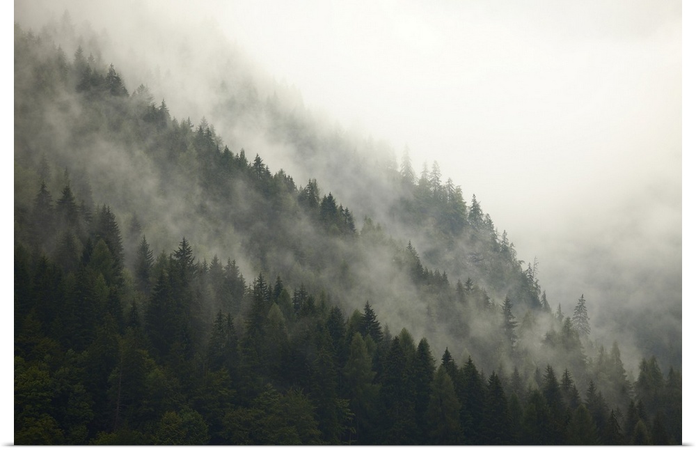 Fog in the mountain forests.