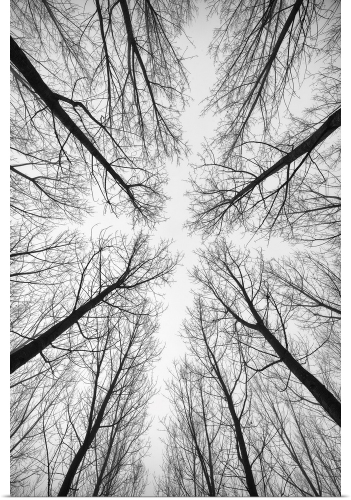 Black and white picture of forest trees.