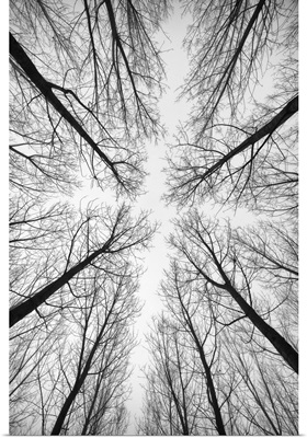 Forest Trees In Black And White