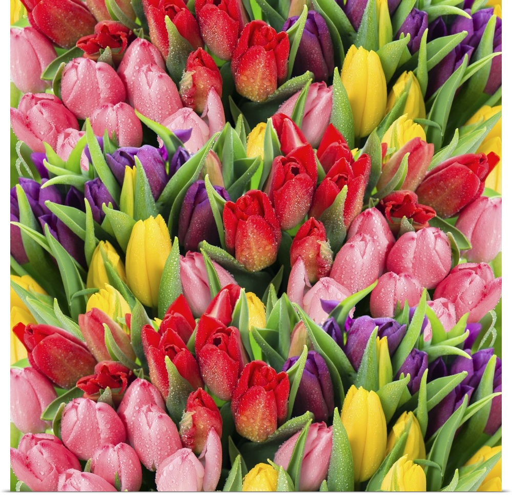 Bouquet of multicolor tulips. Fresh spring flowers with water drops. Floral backdrop.