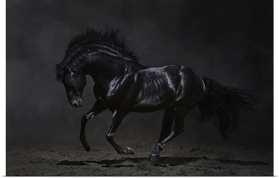 Galloping Black Horse