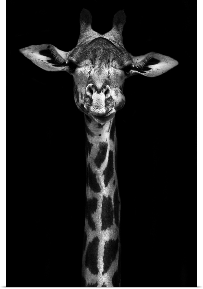 Creative black and white image of a Thorneycroft giraffe.