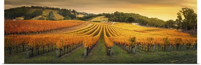 Golden Vineyard In South Australia