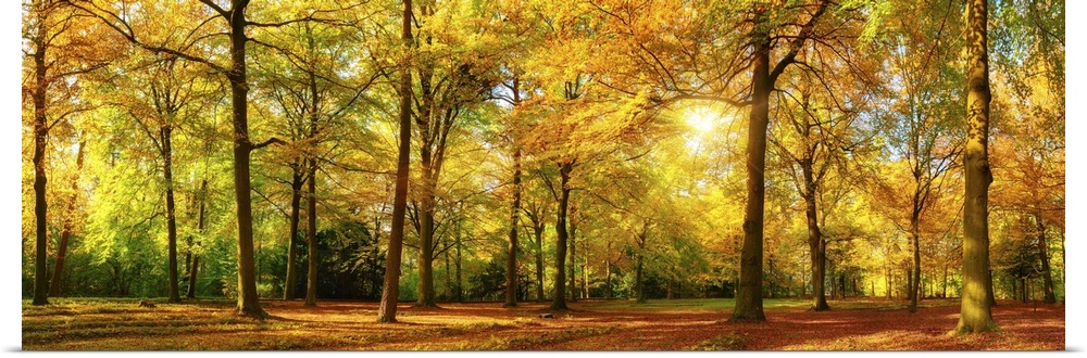 Gorgeous autumn landscape panorama of a scenic forest with lots of warm sunshine.