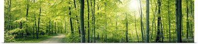 Green Forest Panorama Landscape