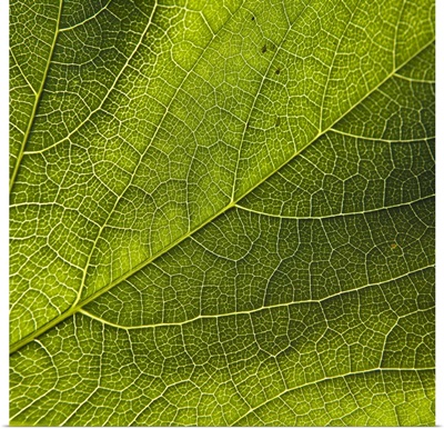 Green Leaf Close-Up