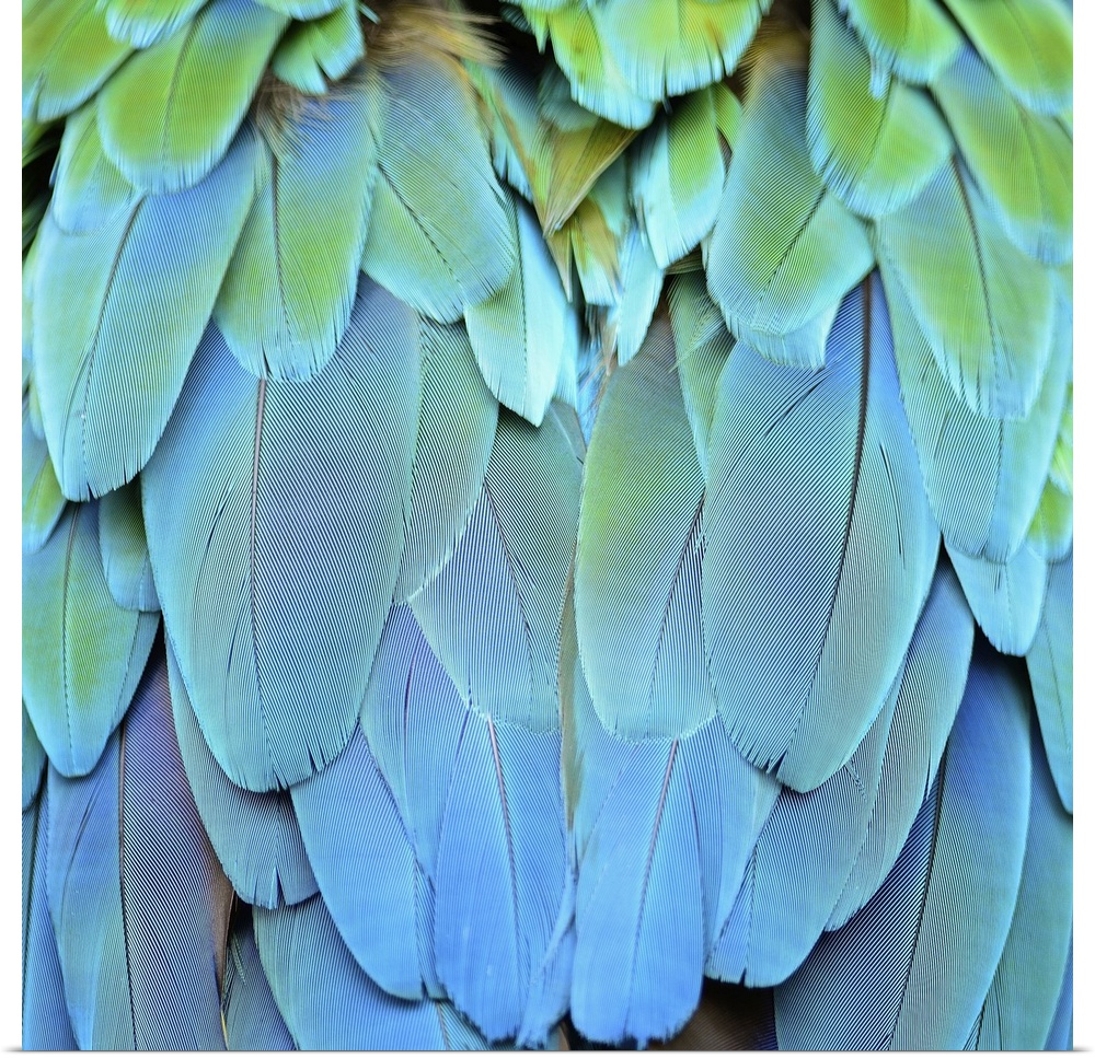 Colorfu harlequin macaw feathers.