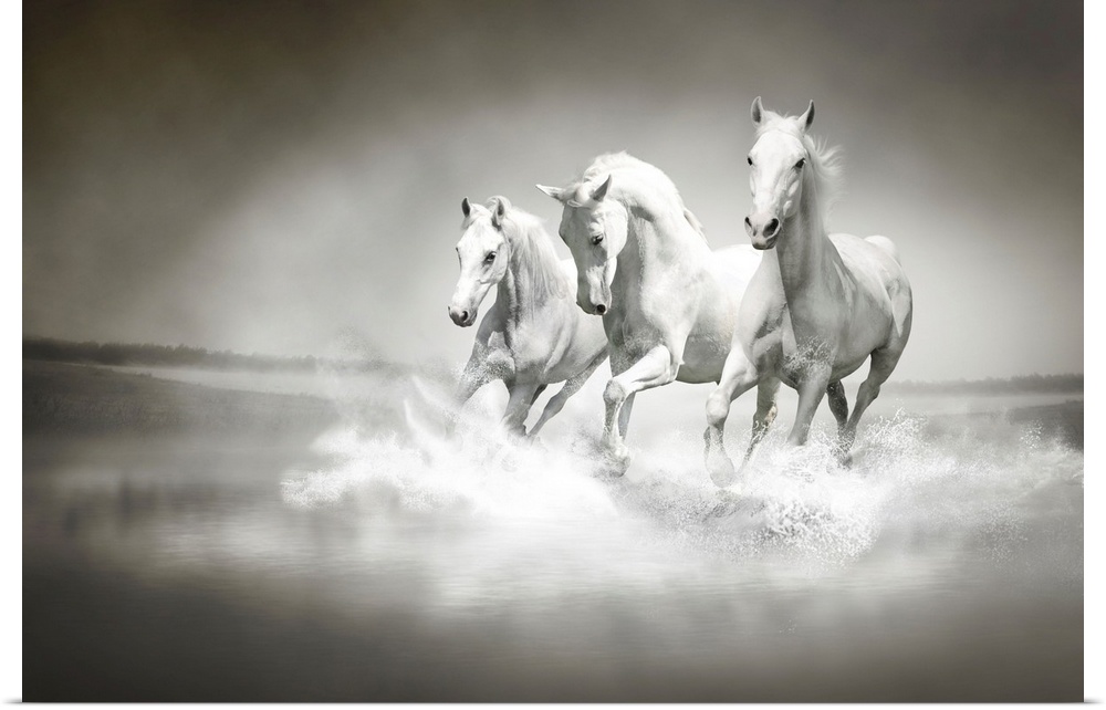 Photo of a herd of white horses running through water.