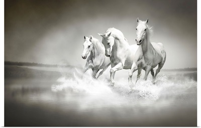 Herd Of White Horses Running Through Water