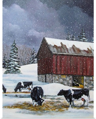 Holstein Cows In Snow