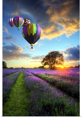 Hot Air Balloons Flying Over Lavender Landscape Sunset