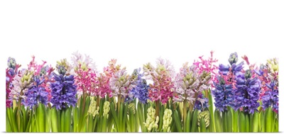 Hyacinths Flowers Blooming In Spring