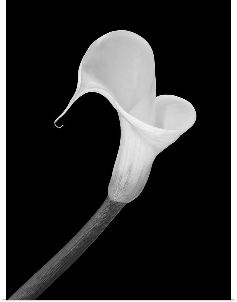 Isolated white calla blossom on black background in a vintage painting style.