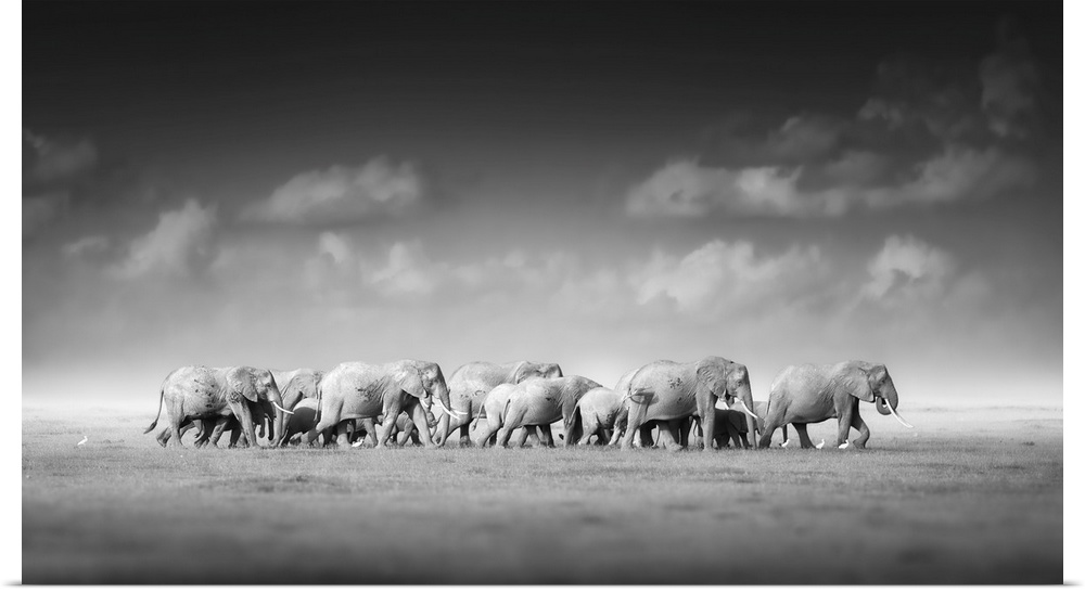 Artistic, black and white photo of large herd of African elephants, Loxodonta Africana, from adults to newborn calf agains...