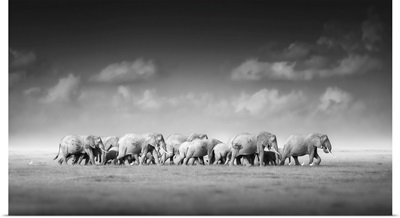 Large Herd Of African Elephants, Savanna, Amboseli National Park, Kenya