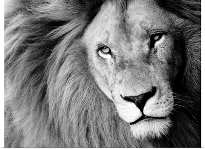 Male Lion In Black And White