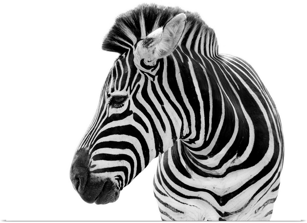 Male zebra isolated on a white background.